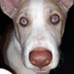 Meet your Posher, Taylor corner